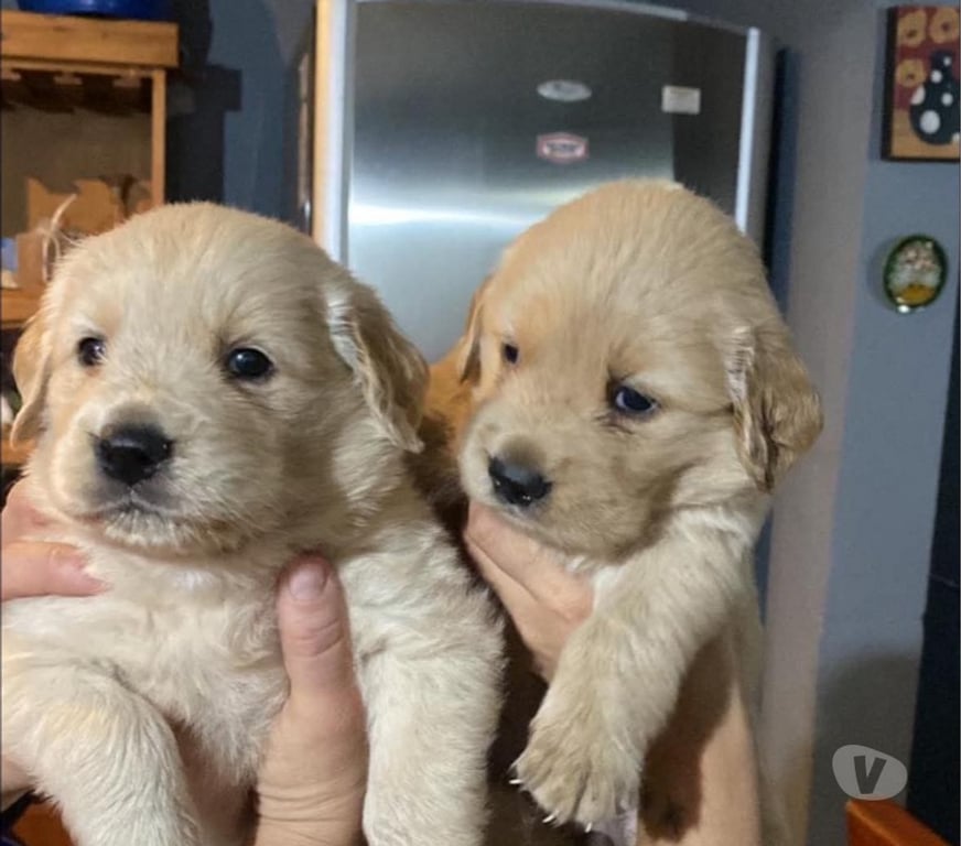 Gatos en Venta Antofagasta Antofagasta - Fotos de Golden retriever hermosos