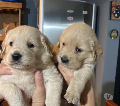 Gatos en Venta Antofagasta Antofagasta - Fotos de Golden retriever hermosos