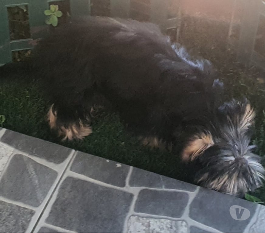 Gatos en Venta Ñuble Chillán - Fotos de yorkshire cachorrita