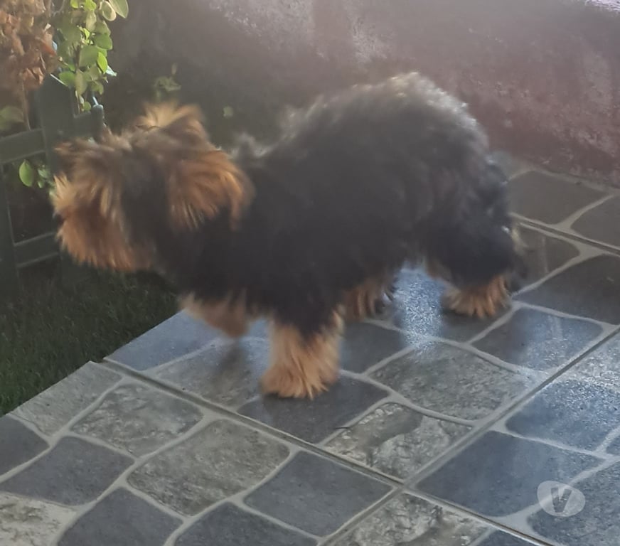 Gatos en Venta Ñuble Chillán - Fotos de yorkshire cachorrita