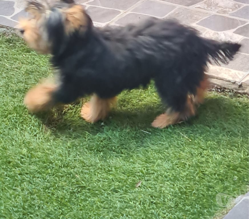 Gatos en Venta Ñuble Chillán - Fotos de yorkshire cachorrita