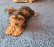 yorkshire cachorrita