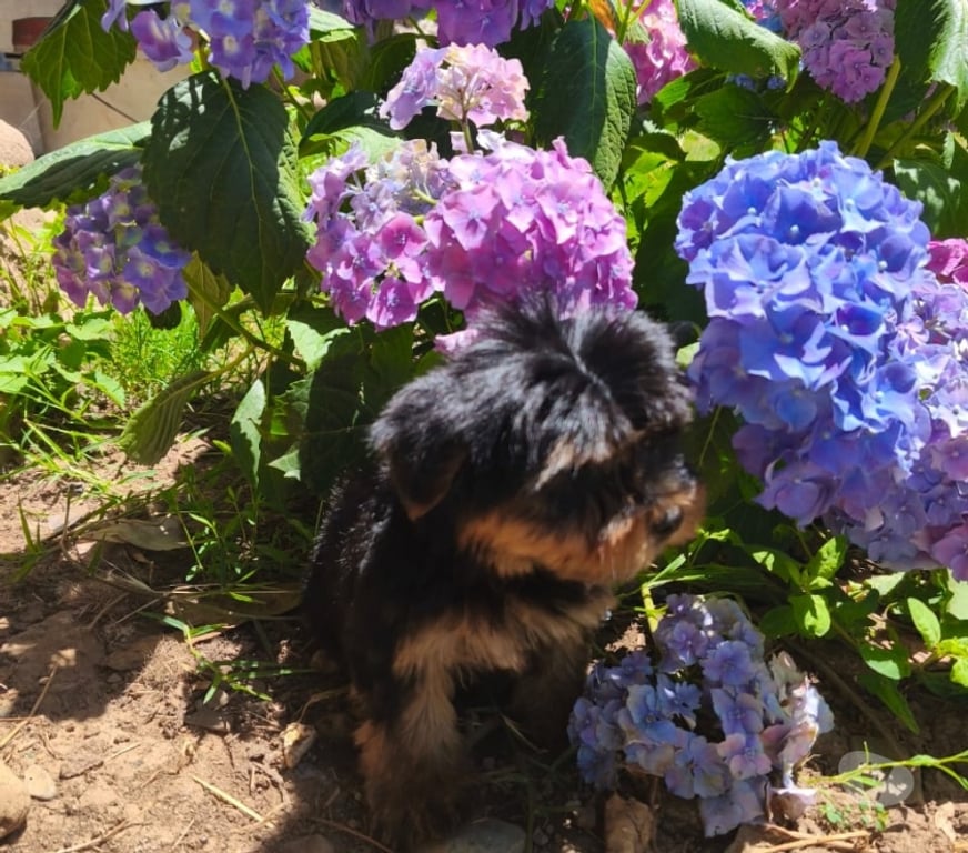 Gatos en Venta Linares Longav - Fotos de Yorkshire terrier cachorro macho