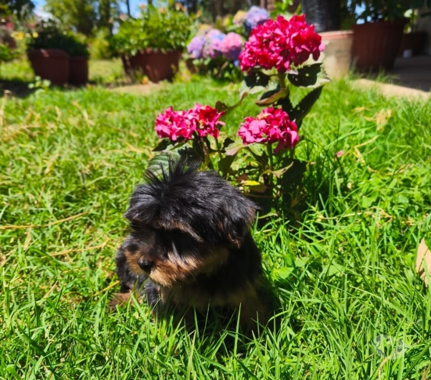 Gatos en Venta Linares Longav - Fotos de Yorkshire terrier cachorro macho