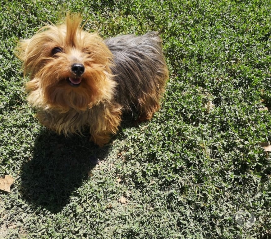 Gatos en Venta Linares Longav - Fotos de Yorkshire terrier cachorro macho