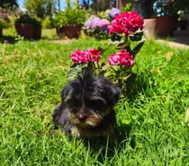 Yorkshire terrier cachorro macho