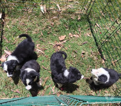 Gatos en Venta Longav Linares - Fotos de Border collie cachorros
