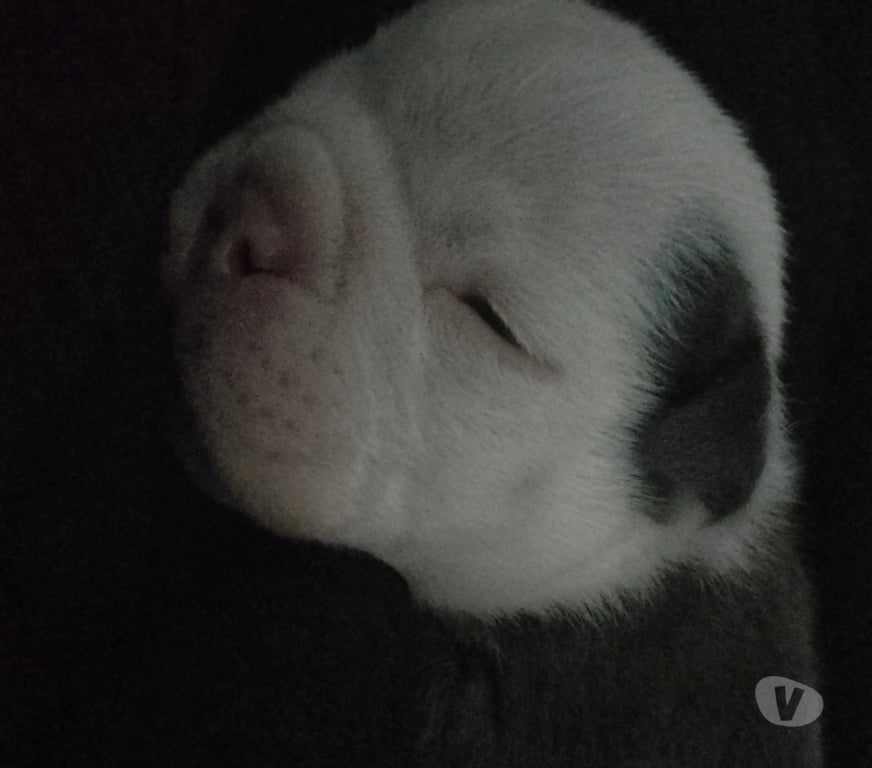 Gatos en Venta Santiago Recoleta - Fotos de Bull dog inglés exótico