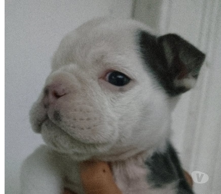 Gatos en Venta Santiago Recoleta - Fotos de Bull dog inglés exótico