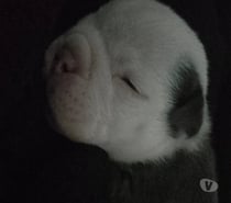 Bull dog inglés exótico