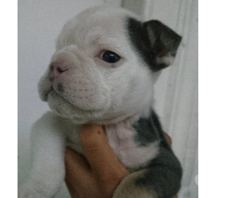 Gatos en Venta Santiago Recoleta - Fotos de Bull dog inglés