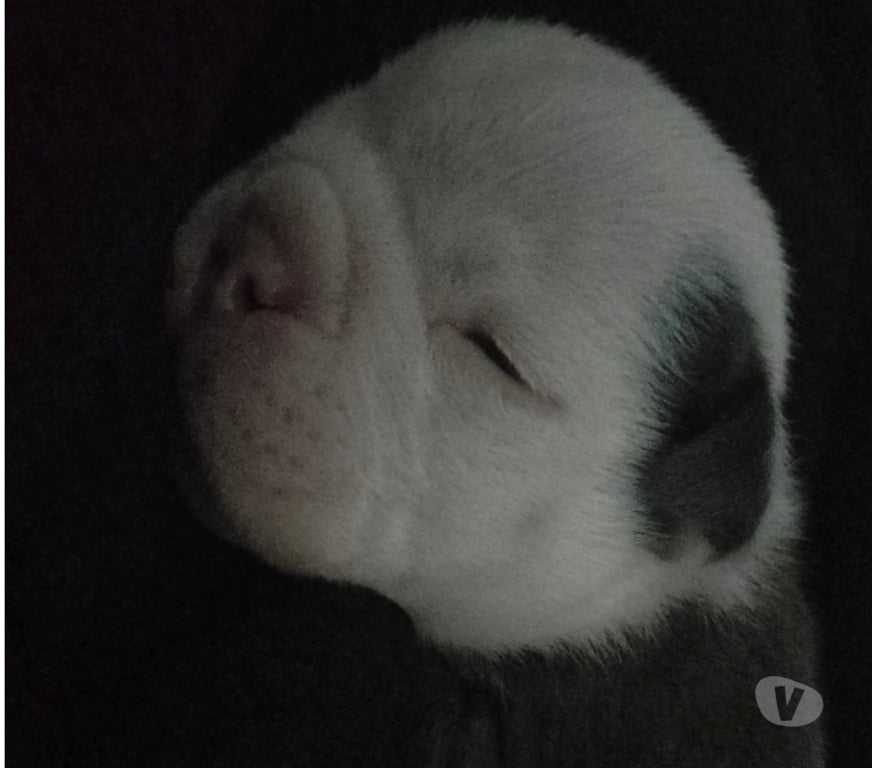 Gatos en Venta Santiago Recoleta - Fotos de Bull dog inglés