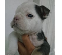 Bull dog inglés