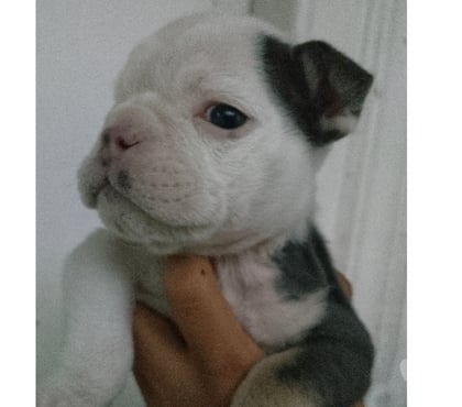 Mascotas en Venta Recoleta Santiago - Fotos de Bull dog inglés