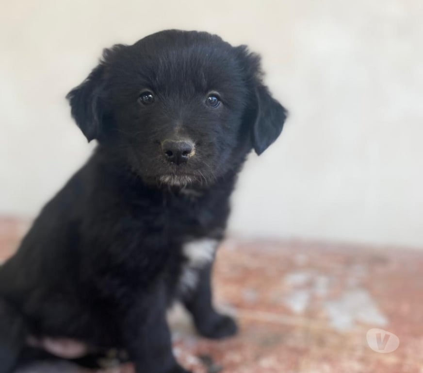 Adopción ed Animales Quillota Limache - Fotos de Cachorros en adopción