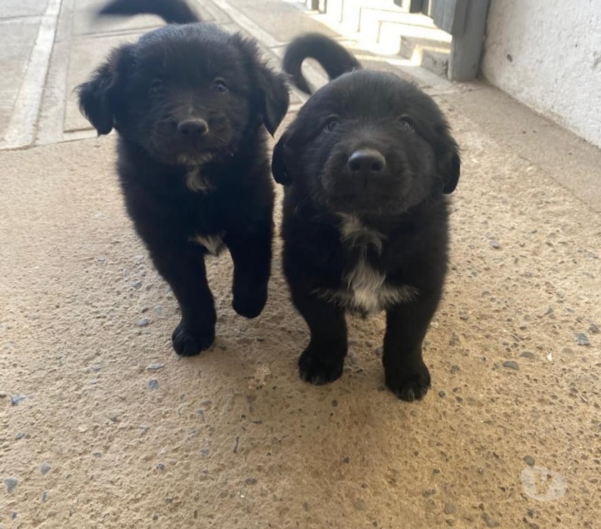 Adopción ed Animales Quillota Limache - Fotos de Cachorros en adopción