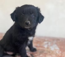 Cachorros en adopción