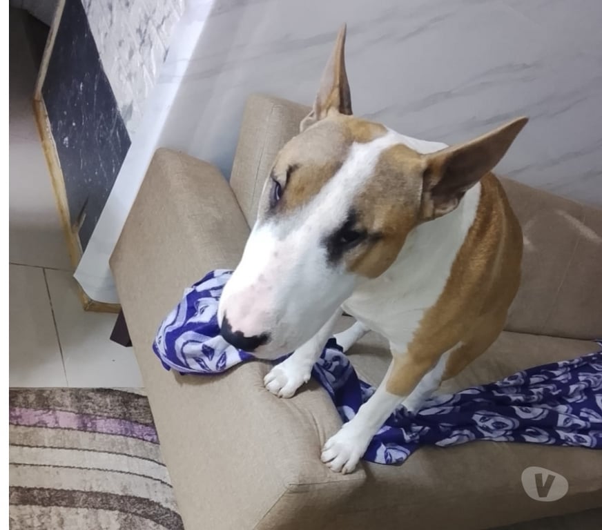 Adopción ed Animales Concepción San Pedro de la Paz - Fotos de Adopción de perro Bull Terrier