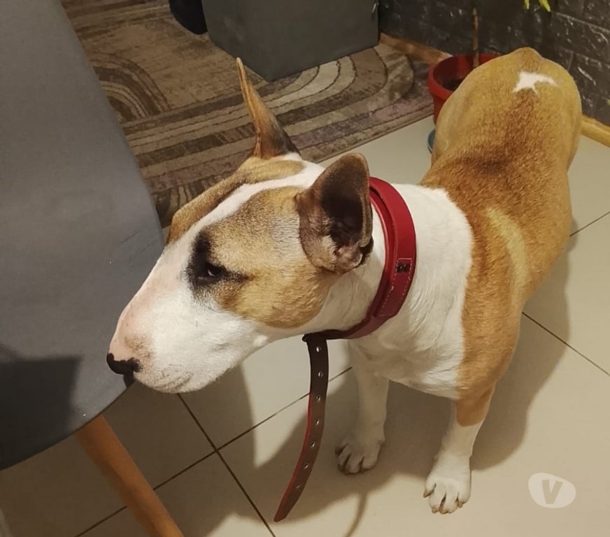 Adopción ed Animales Concepción San Pedro de la Paz - Fotos de Adopción de perro Bull Terrier