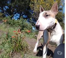 Adopción de perro Bull Terrier