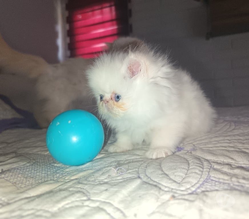 Gatos en Venta Santiago La Florida - Fotos de Hermosa Gatita persa