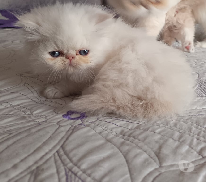 Gatos en Venta Santiago La Florida - Fotos de Hermosa Gatita persa