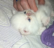 Hermosa Gatita persa