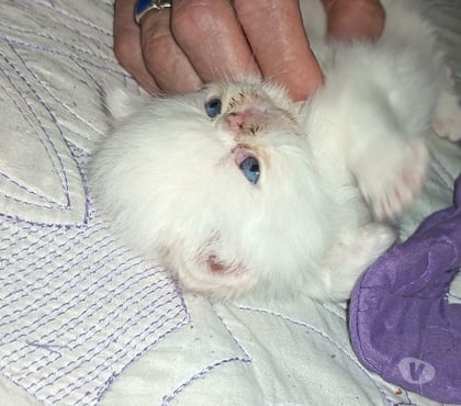 Venta de Mascotas La Florida Santiago - Fotos de Hermosa Gatita persa