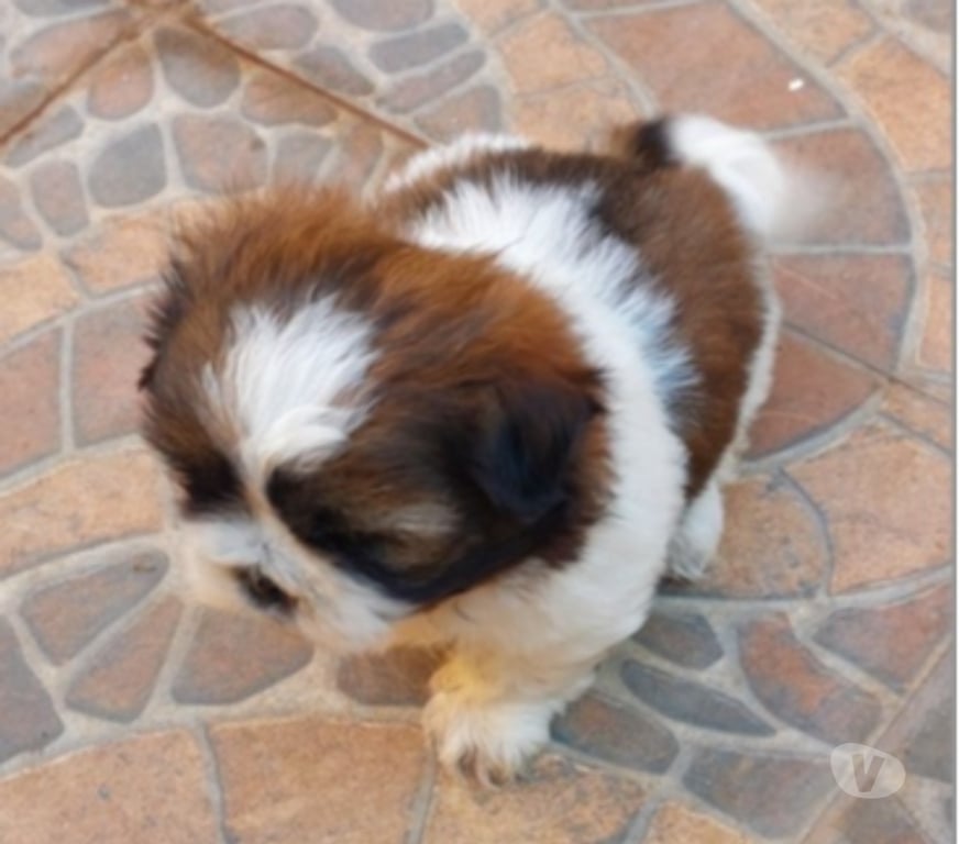 Gatos en Venta Santiago La Florida - Fotos de Cachorro Shih Tzu