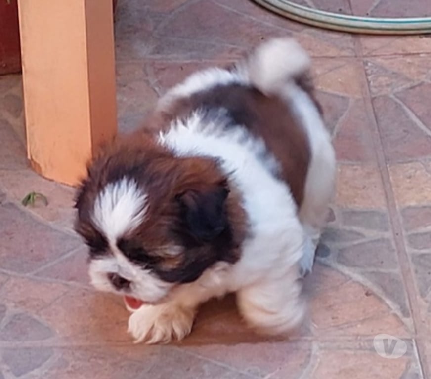 Gatos en Venta Santiago La Florida - Fotos de Cachorro Shih Tzu