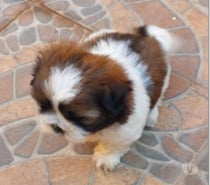 Cachorro Shih Tzu