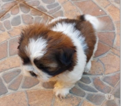 Mascotas en Venta La Florida Santiago - Fotos de Cachorro Shih Tzu