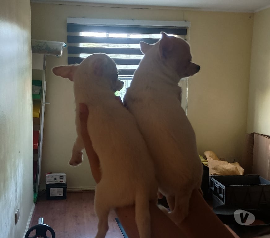 Gatos en Venta Santiago Maipú - Fotos de Chihuahua miniatura blanco