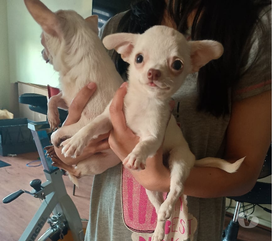 Gatos en Venta Santiago Maipú - Fotos de Chihuahua miniatura blanco