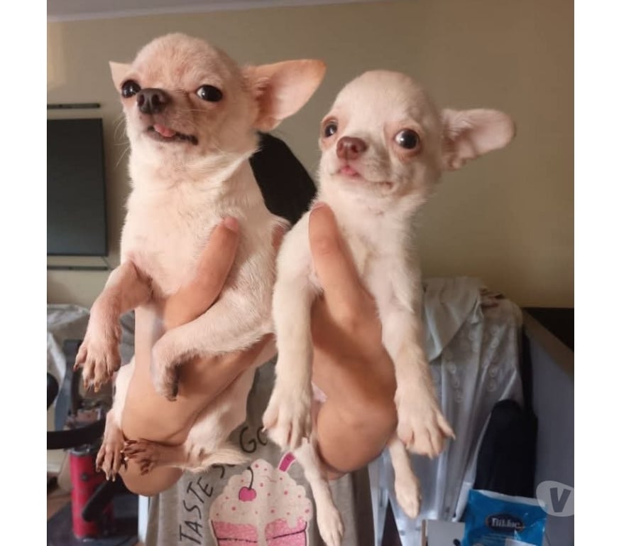 Gatos en Venta Santiago Maipú - Fotos de Chihuahua miniatura blanco