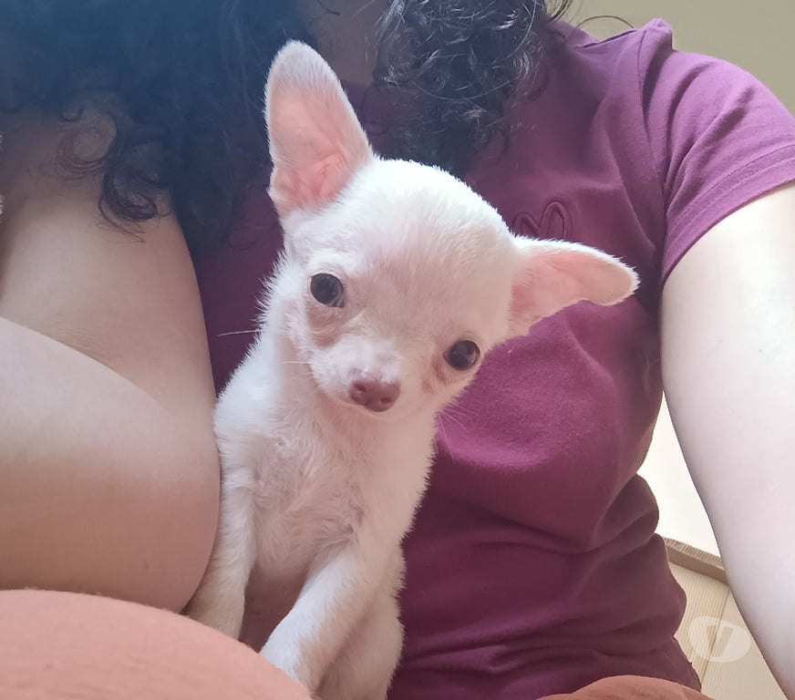 Gatos en Venta Santiago Maipú - Fotos de Chihuahua miniatura blanco