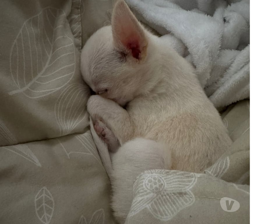 Gatos en Venta Santiago Maipú - Fotos de Chihuahua miniatura blanco