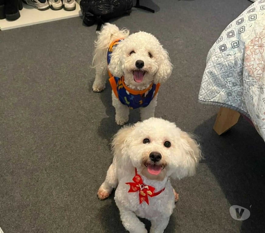 Gatos en Venta Llanquihue Puerto Montt - Fotos de Poodles cachorros