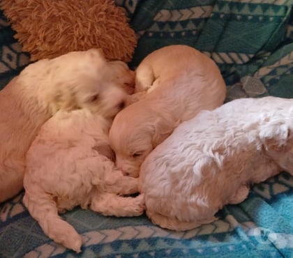 Gatos en Venta Puerto Montt Llanquihue - Fotos de Poodles cachorros