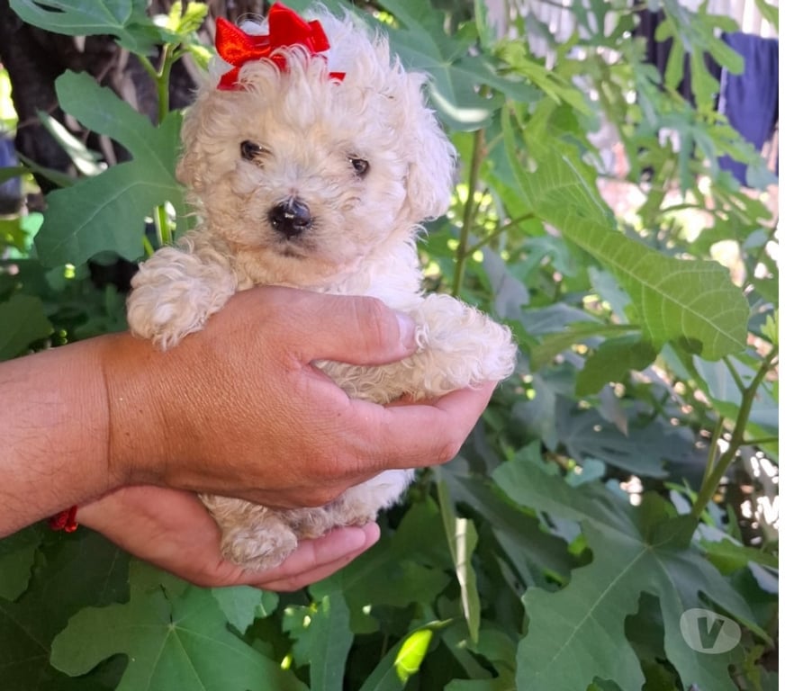 Gatos en Venta Santiago Santiago - Fotos de Poodles mini toy