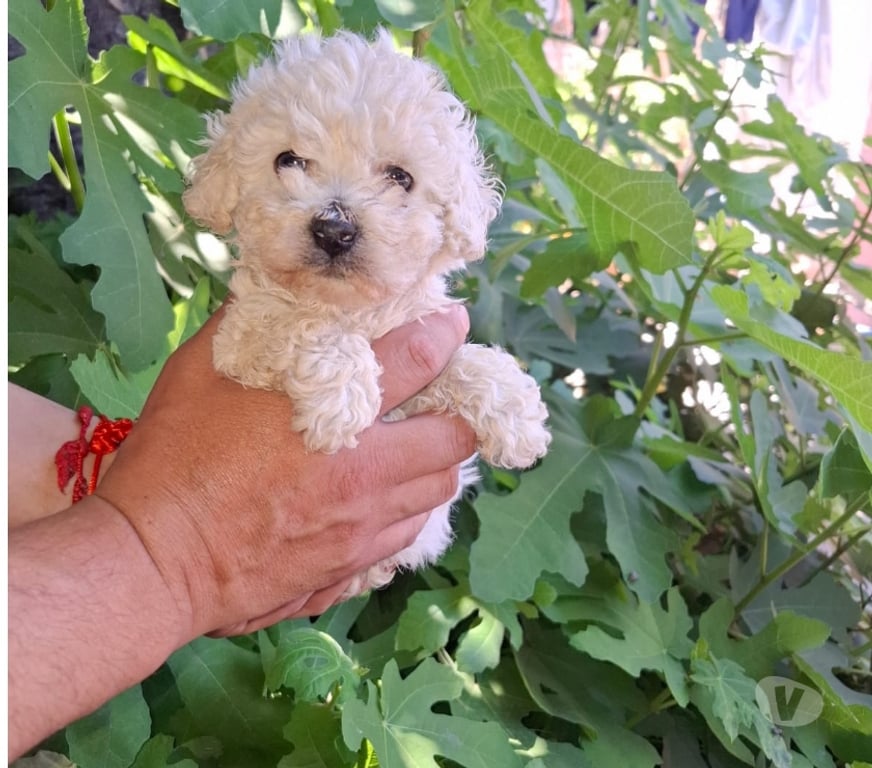 Gatos en Venta Santiago Santiago - Fotos de Poodles mini toy