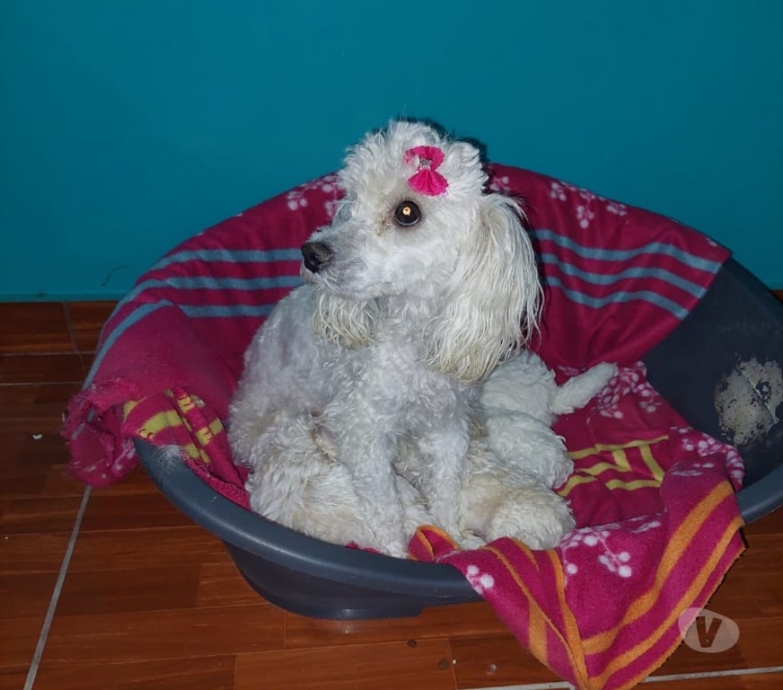Gatos en Venta Santiago Santiago - Fotos de Poodles mini toy