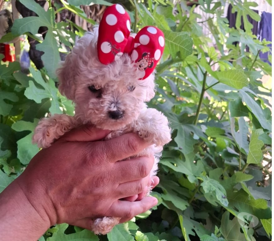 Gatos en Venta Santiago Santiago - Fotos de Poodles mini toy