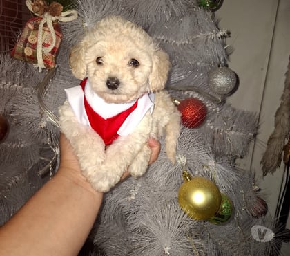 Mascotas en Chile Santiago Santiago - Fotos de Poodles mini toy