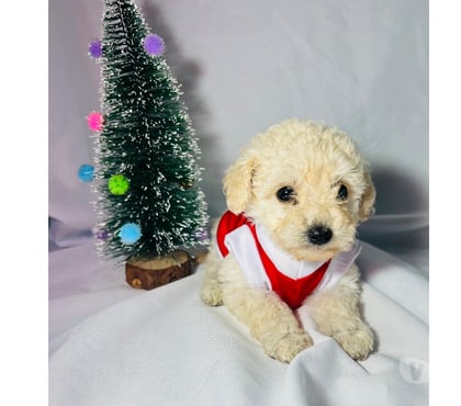 Mascotas en Chile Santiago Santiago - Fotos de Poodles mini toy