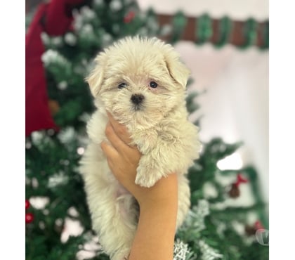 Gatos en Venta Vitacura Santiago - Fotos de HERMOSOS MALTÉS AMERICANO ENANOS