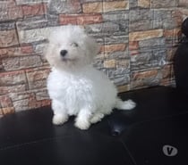 Poodle toy macho 2 meses