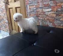 Poodle toy macho 2 meses