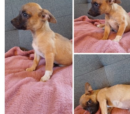 Gatos en Venta La Serena Elqui - Fotos de Último machito chihuahua 150.000