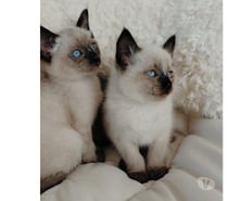 Hermosos gatitos siames